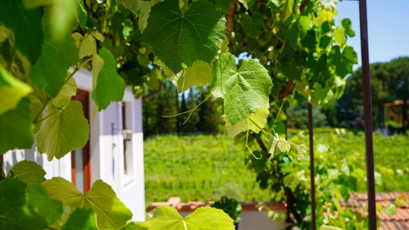 Wine House Panzió Capannori Kültér fotó