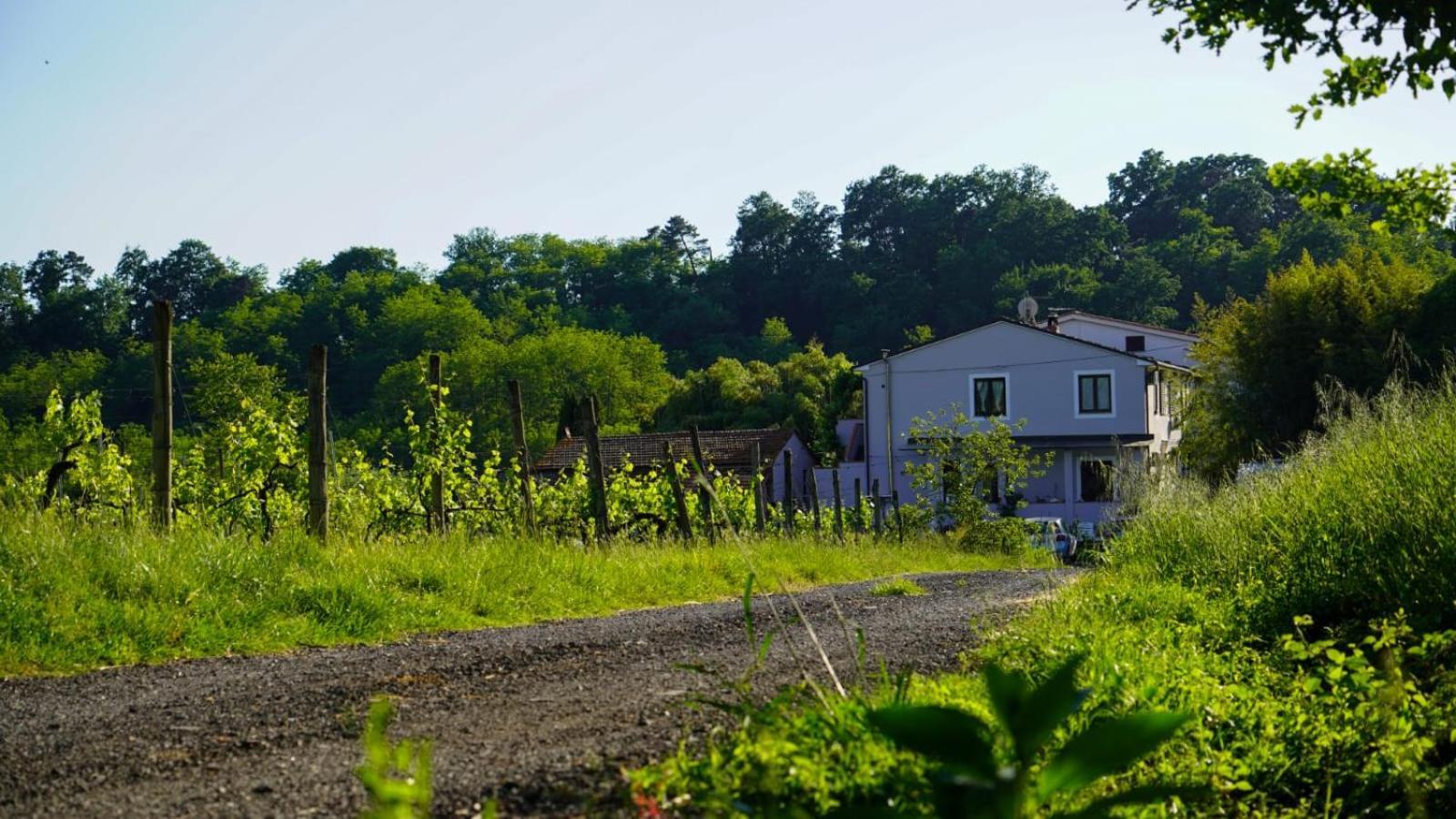 Wine House Panzió Capannori Kültér fotó