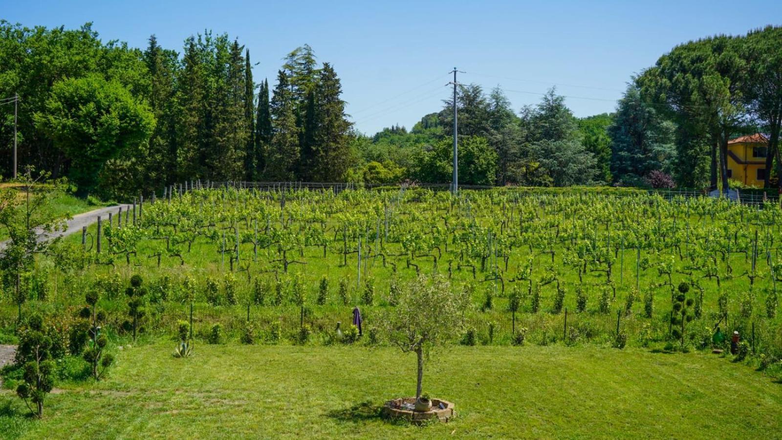 Wine House Panzió Capannori Kültér fotó